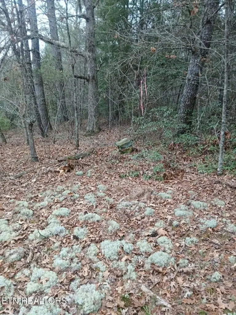 0 Wild Magnolia Jamestown TN 38556