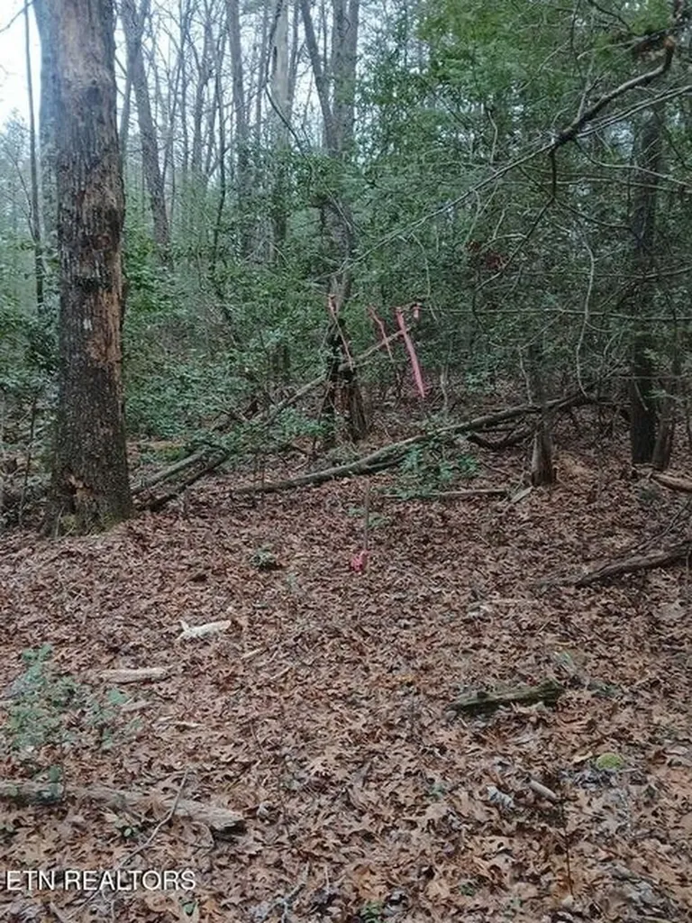 0 Wild Magnolia Jamestown TN 38556