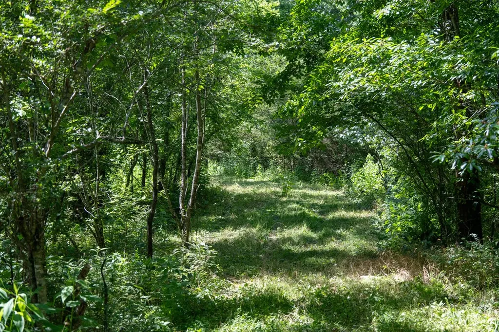 4.99 Hopkins Hollow Road Gainesboro TN 38562