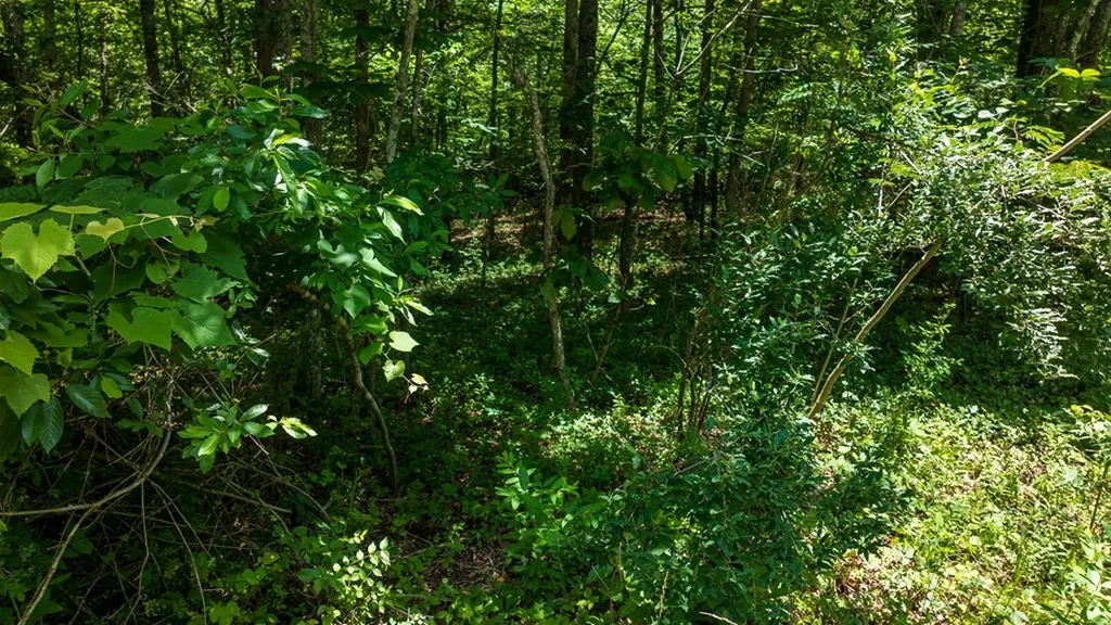 5011 Ostego Drive Crossville TN 38572