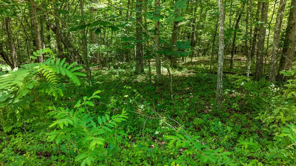 5011 Ostego Drive Crossville TN 38572