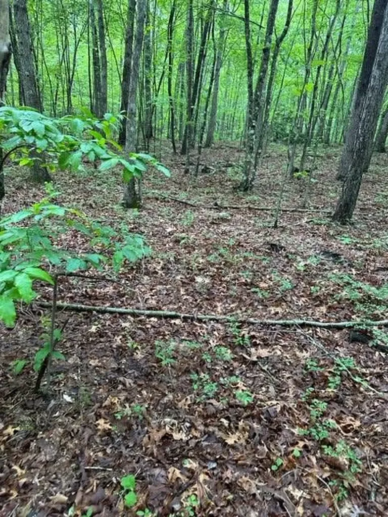 Lot 335 Flat Top View Wilder TN 38589