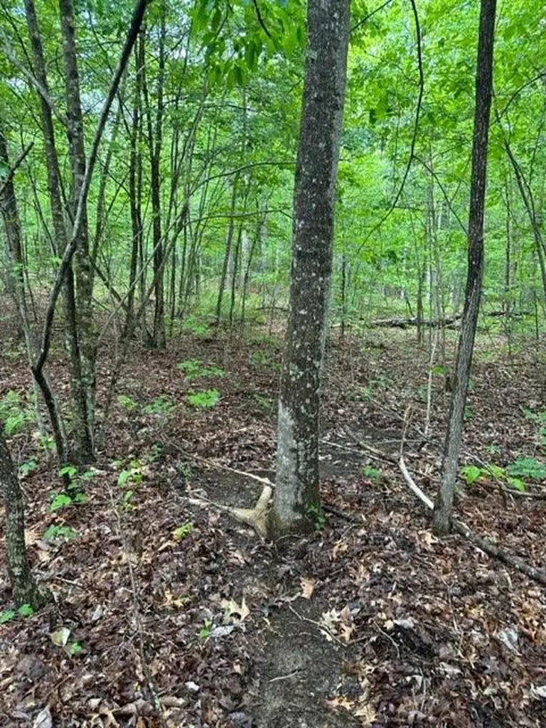 Lot 335 Flat Top View Wilder TN 38589