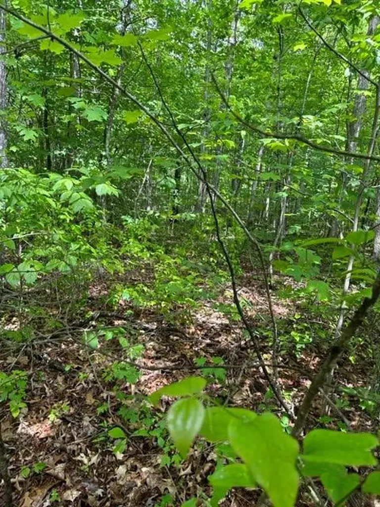 Lot 335 Flat Top View Wilder TN 38589