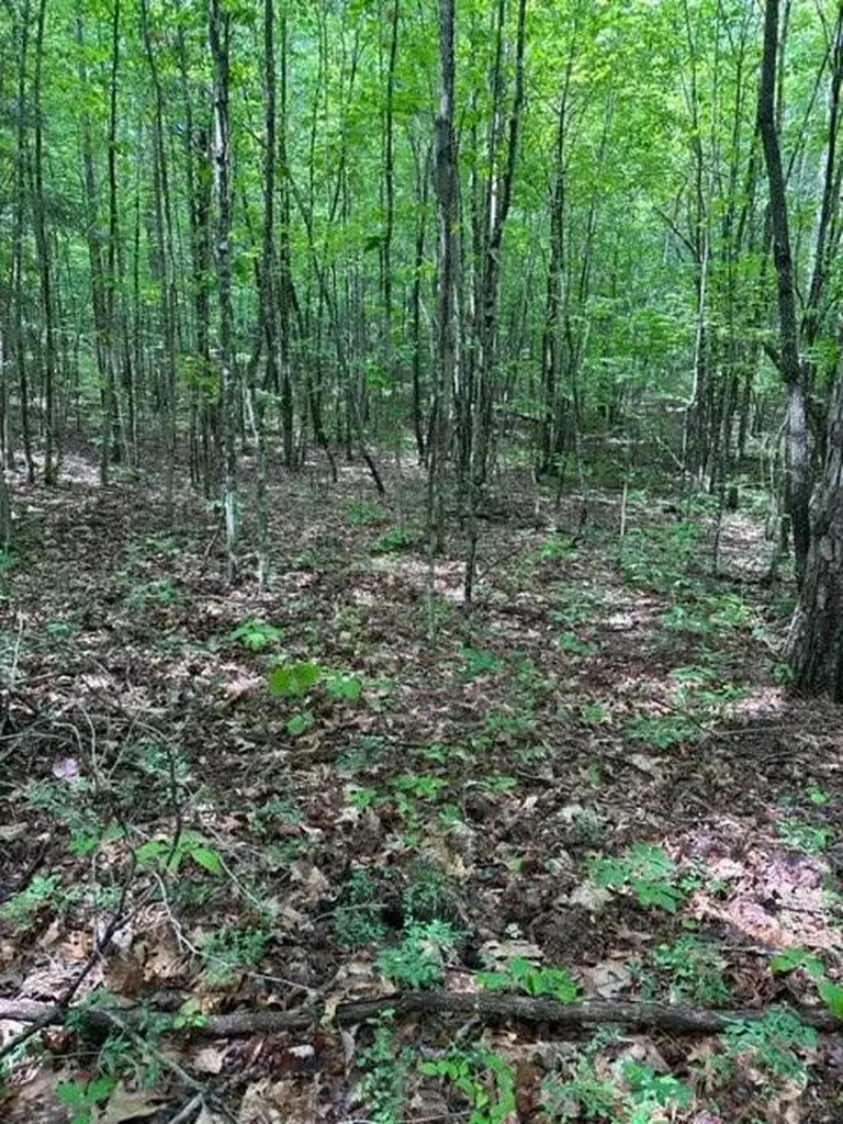 Lot 335 Flat Top View Wilder TN 38589