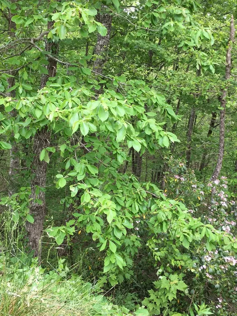 Lot 25 Key Ridge Lane Crawford TN 38556