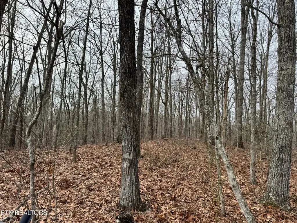 41 Smith Mountain Rockwood TN 37854