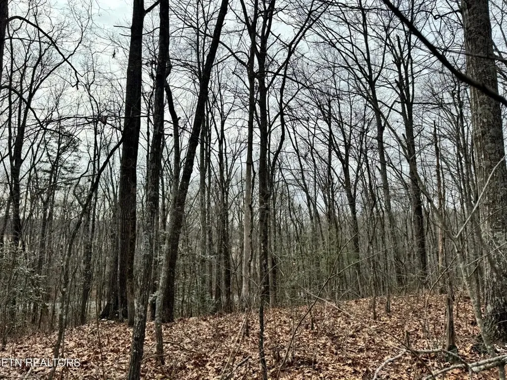 41 Smith Mountain Rockwood TN 37854