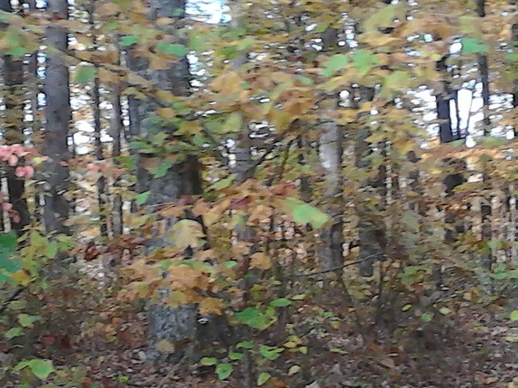 Lot 29 Parkstown Road Wilder TN 38589