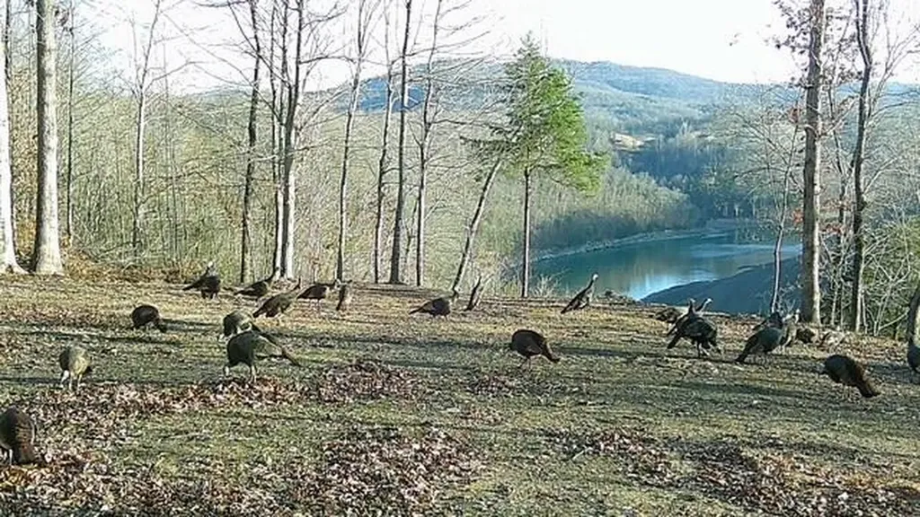 50.31 Ac Robbinstown Road Byrdstown TN 38549