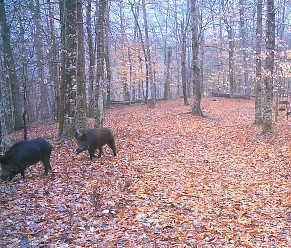 50.31 Ac Robbinstown Road Byrdstown TN 38549