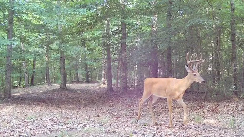 50.31 Ac Robbinstown Road Byrdstown TN 38549