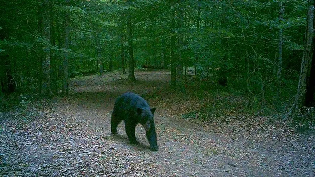 50.31 Ac Robbinstown Road Byrdstown TN 38549