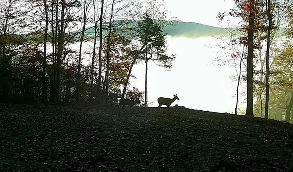 50.31 Ac Robbinstown Road Byrdstown TN 38549