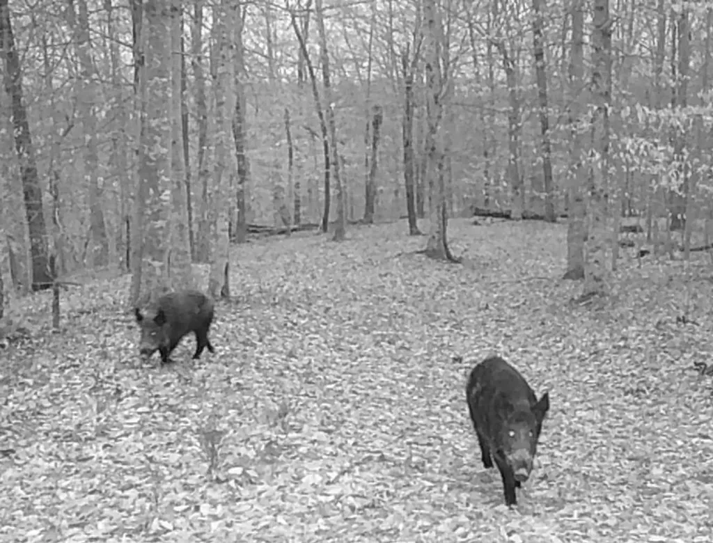 50.31 Ac Robbinstown Road Byrdstown TN 38549