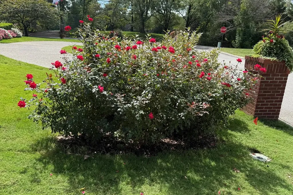 107 Eighteen Grand Place Cookeville TN 38506