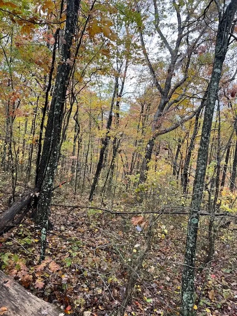 Belmont Belmont Monterey TN 38574