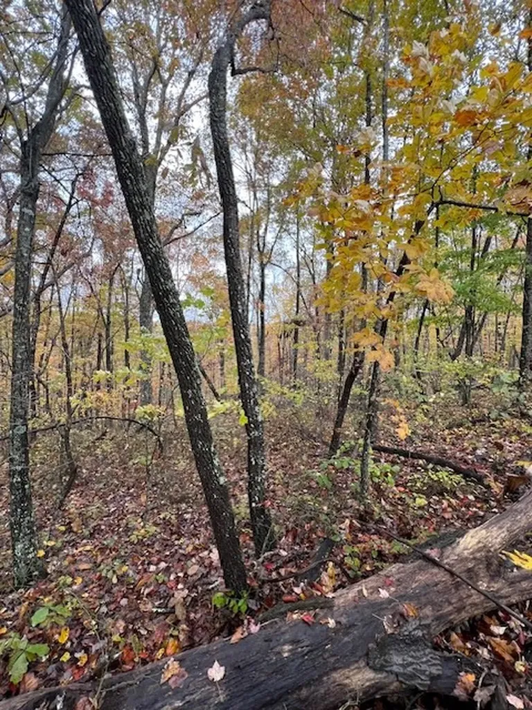 Belmont Belmont Monterey TN 38574