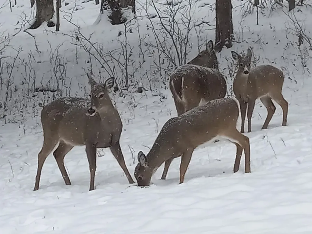 1434 N Plantation Drive Cookeville TN 38506