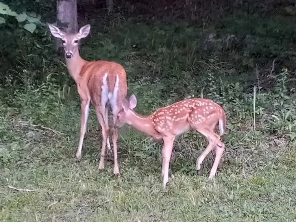 1434 N Plantation Drive Cookeville TN 38506