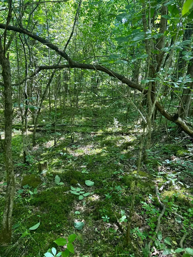 3045 Gladdice Highway Gainesboro TN 38562