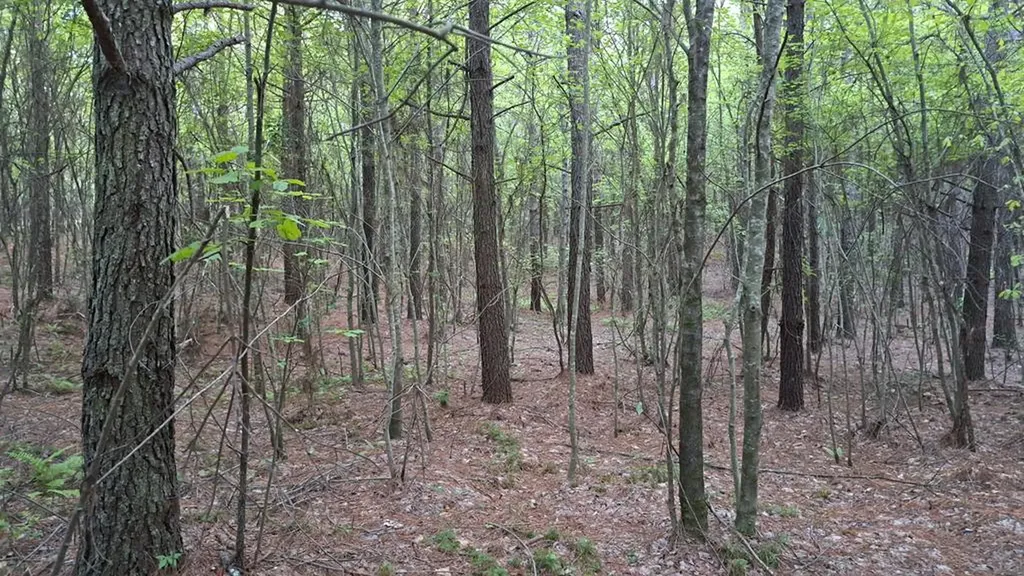 Lot 22 Timber Valley Trail (PCA) Rockwood TN 37854