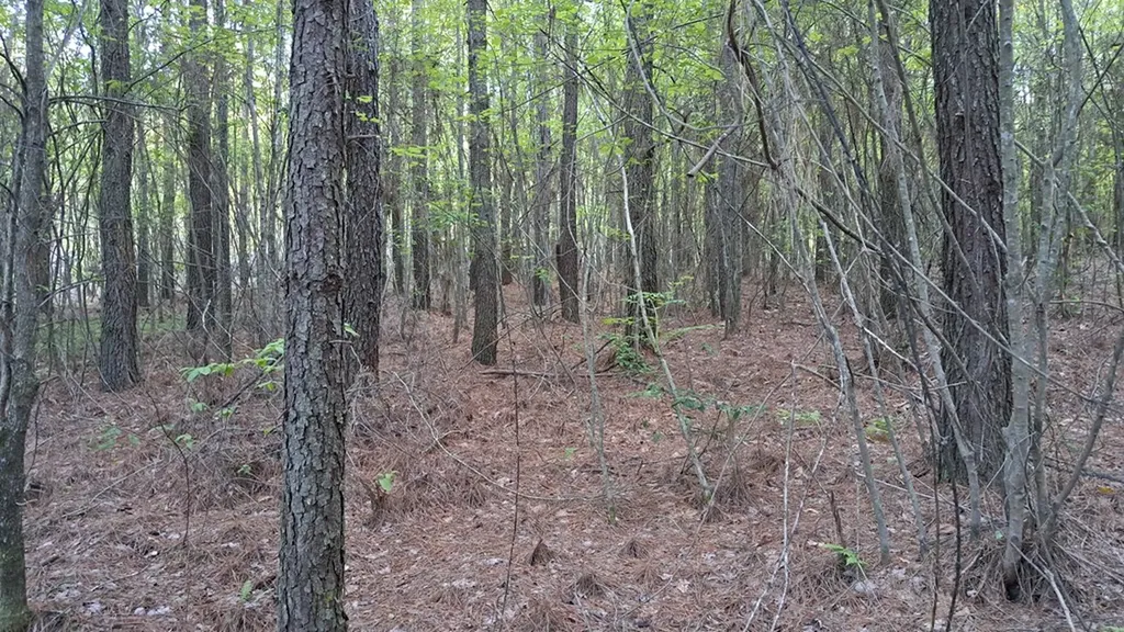Lot 22 Timber Valley Trail (PCA) Rockwood TN 37854