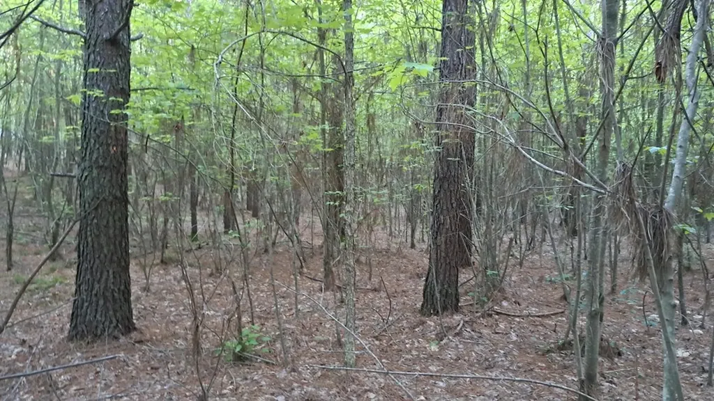 Lot 22 Timber Valley Trail (PCA) Rockwood TN 37854