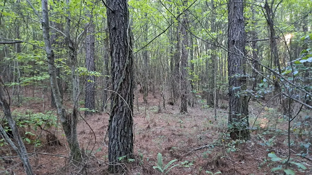 Lot 22 Timber Valley Trail (PCA) Rockwood TN 37854