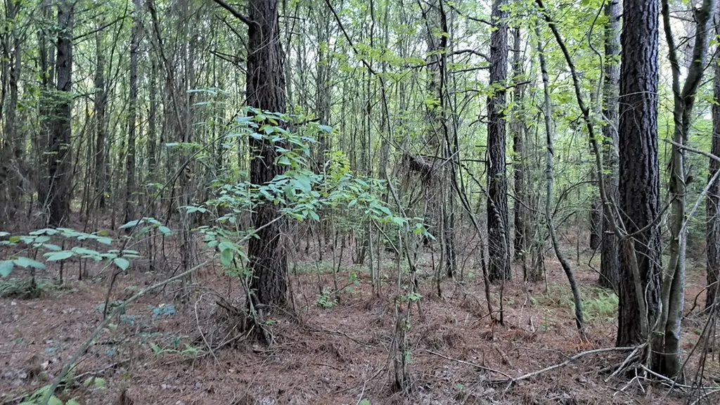Lot 22 Timber Valley Trail (PCA) Rockwood TN 37854