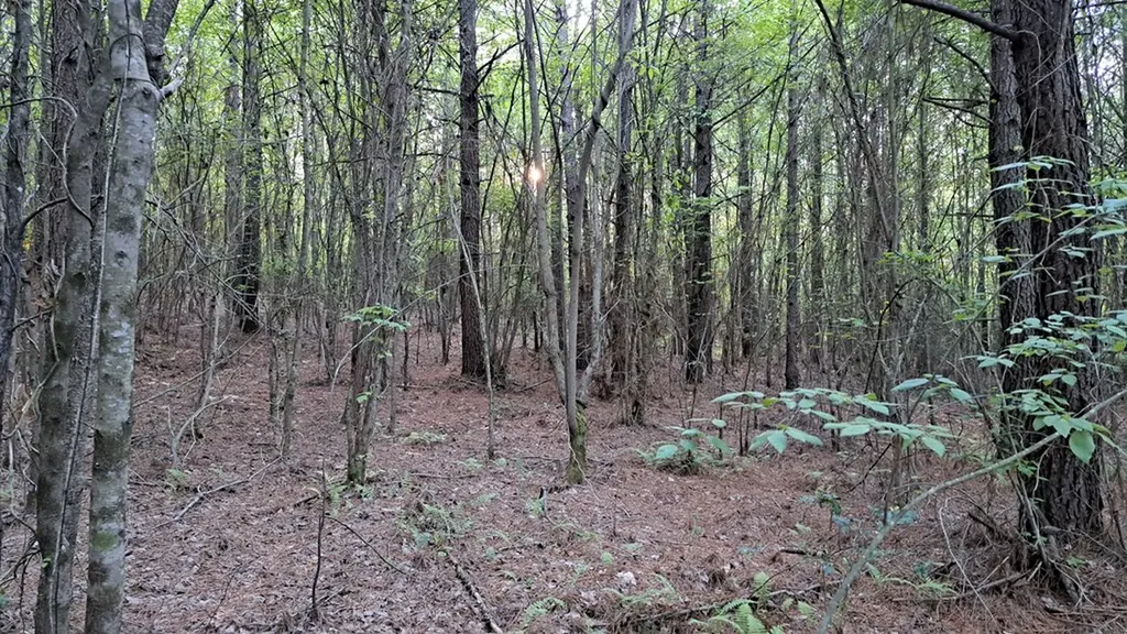 Lot 22 Timber Valley Trail (PCA) Rockwood TN 37854