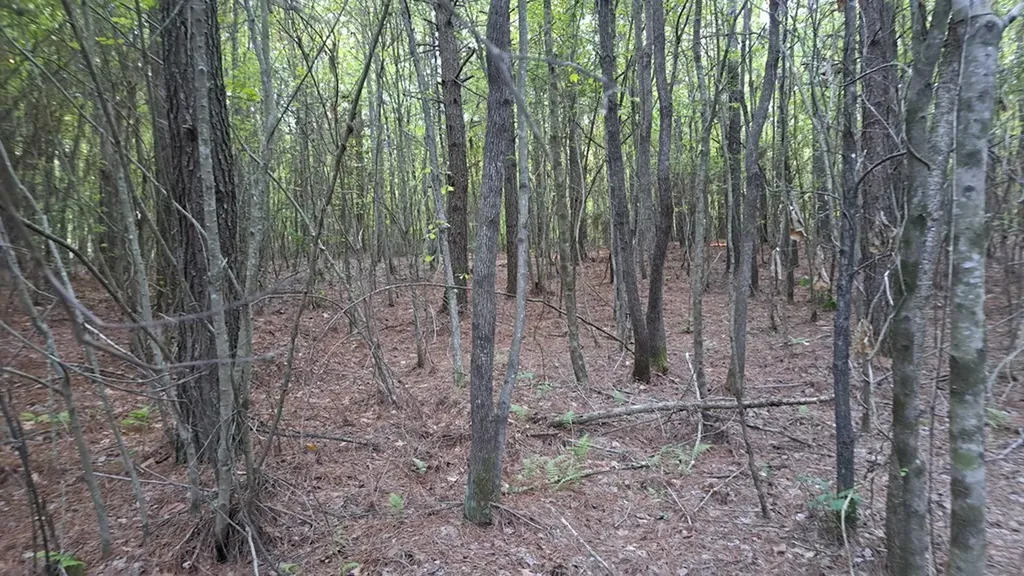 Lot 22 Timber Valley Trail (PCA) Rockwood TN 37854