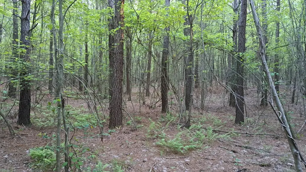 Lot 22 Timber Valley Trail (PCA) Rockwood TN 37854