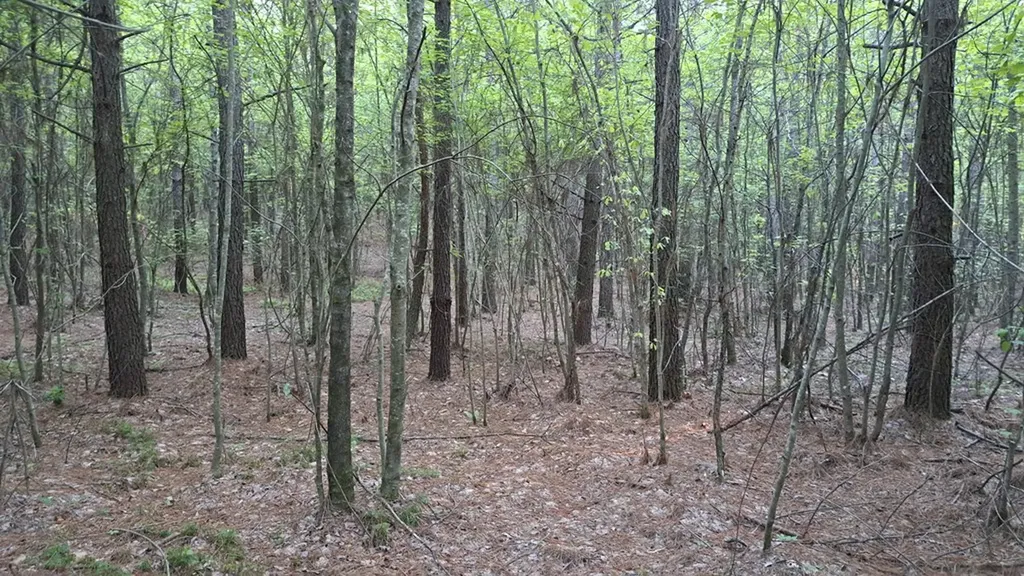 Lot 22 Timber Valley Trail (PCA) Rockwood TN 37854