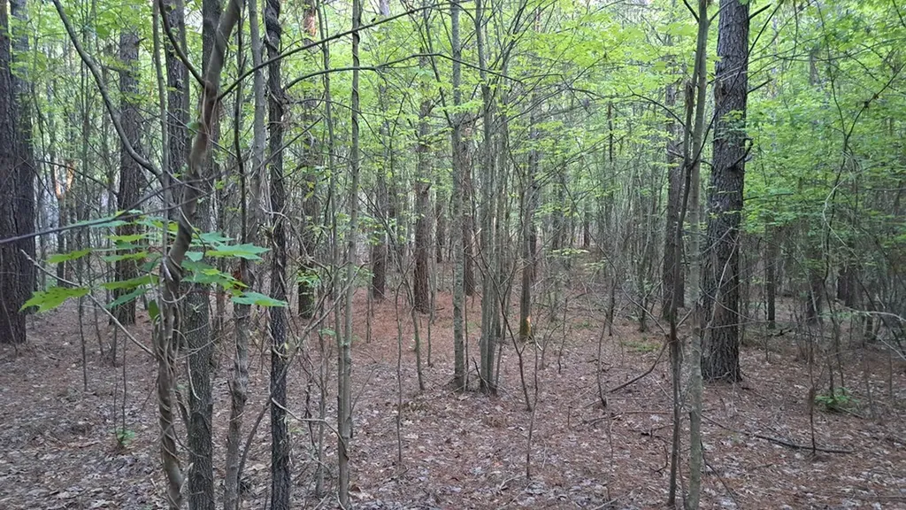 Lot 22 Timber Valley Trail (PCA) Rockwood TN 37854