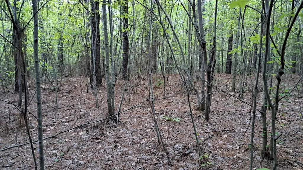 Lot 22 Timber Valley Trail (PCA) Rockwood TN 37854