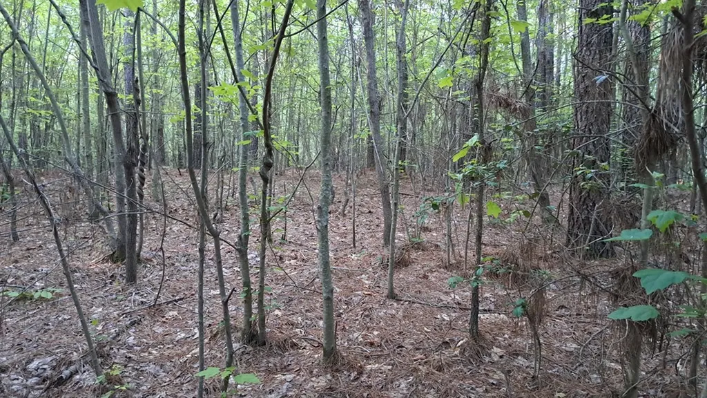 Lot 22 Timber Valley Trail (PCA) Rockwood TN 37854