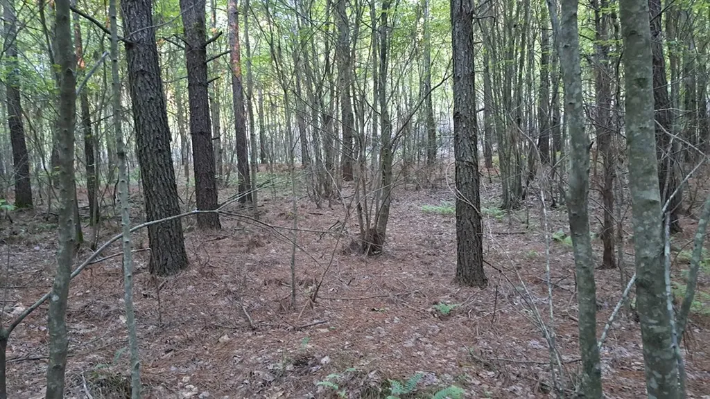 Lot 22 Timber Valley Trail (PCA) Rockwood TN 37854