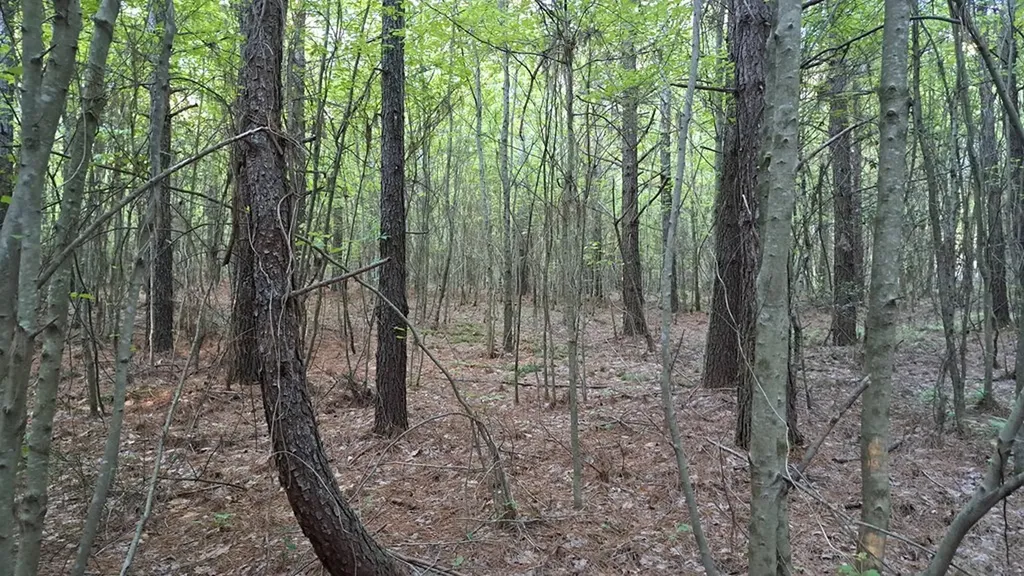 Lot 22 Timber Valley Trail (PCA) Rockwood TN 37854
