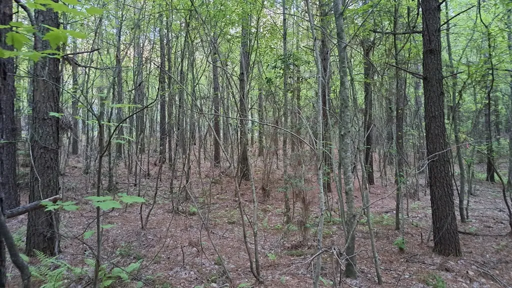 Lot 22 Timber Valley Trail (PCA) Rockwood TN 37854