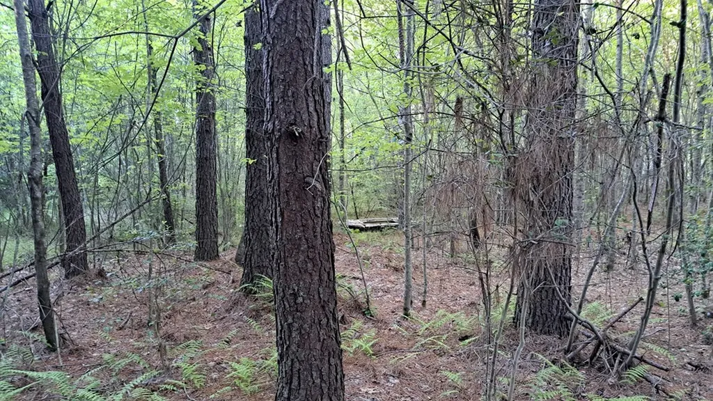 Lot 22 Timber Valley Trail (PCA) Rockwood TN 37854