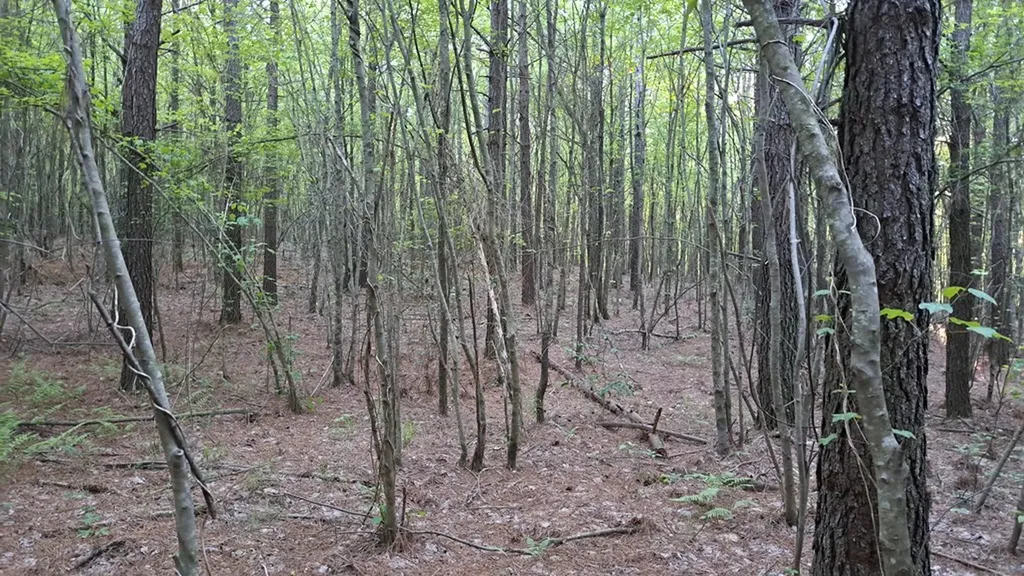 Lot 22 Timber Valley Trail (PCA) Rockwood TN 37854