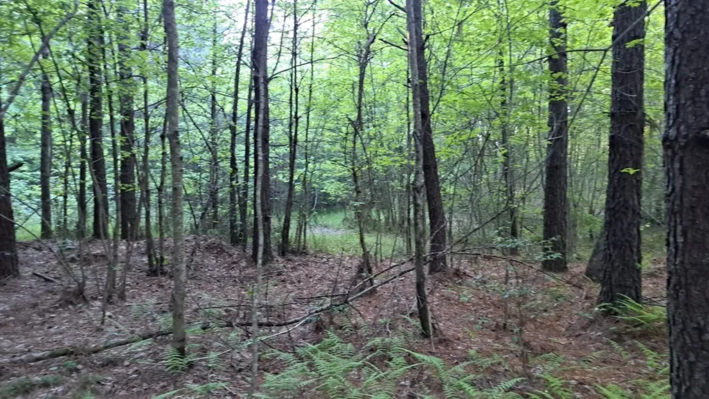 Lot 22 Timber Valley Trail (PCA) Rockwood TN 37854