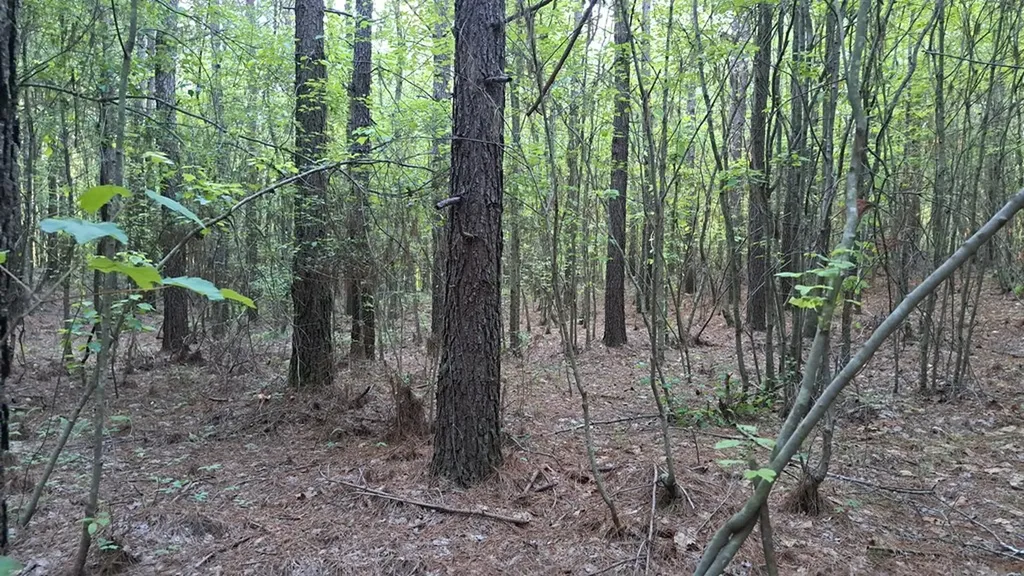 Lot 22 Timber Valley Trail (PCA) Rockwood TN 37854