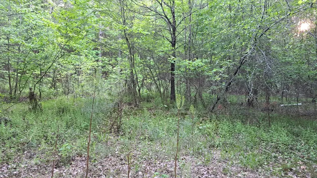 Lot 22 Timber Valley Trail (PCA) Rockwood TN 37854