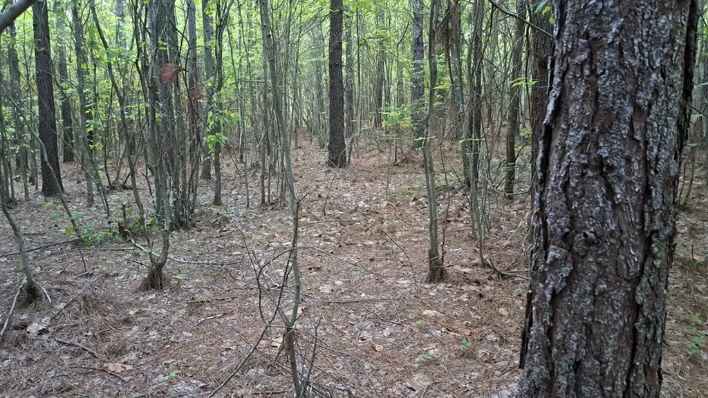 Lot 22 Timber Valley Trail (PCA) Rockwood TN 37854