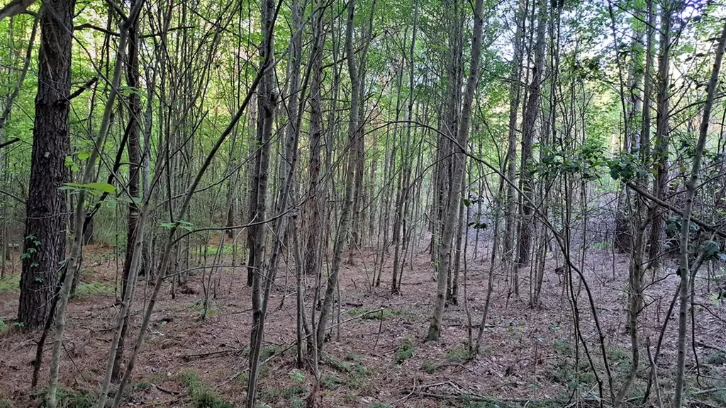 Lot 22 Timber Valley Trail (PCA) Rockwood TN 37854
