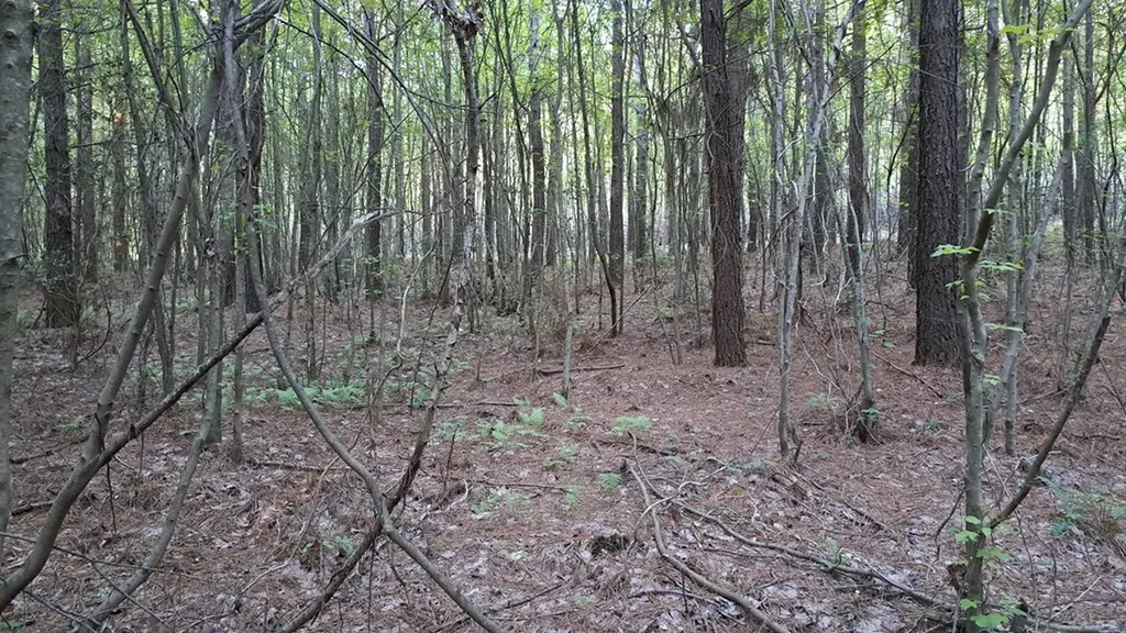 Lot 22 Timber Valley Trail (PCA) Rockwood TN 37854