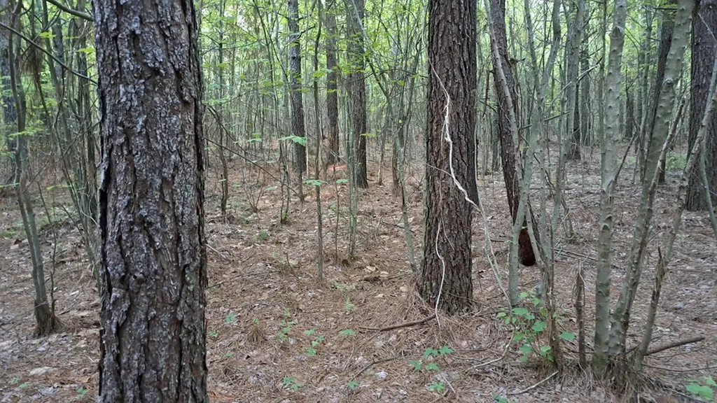 Lot 22 Timber Valley Trail (PCA) Rockwood TN 37854