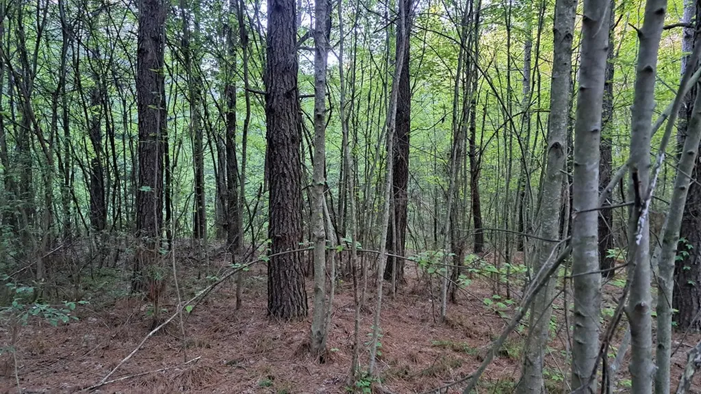 Lot 22 Timber Valley Trail (PCA) Rockwood TN 37854